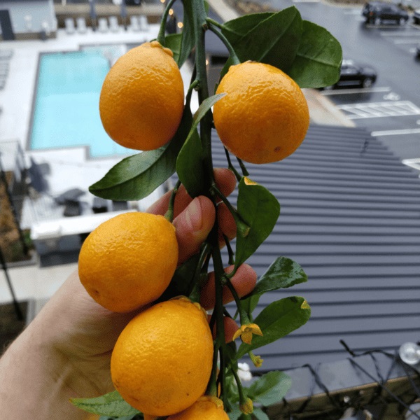 'Augusta' (x Citrofortunella)